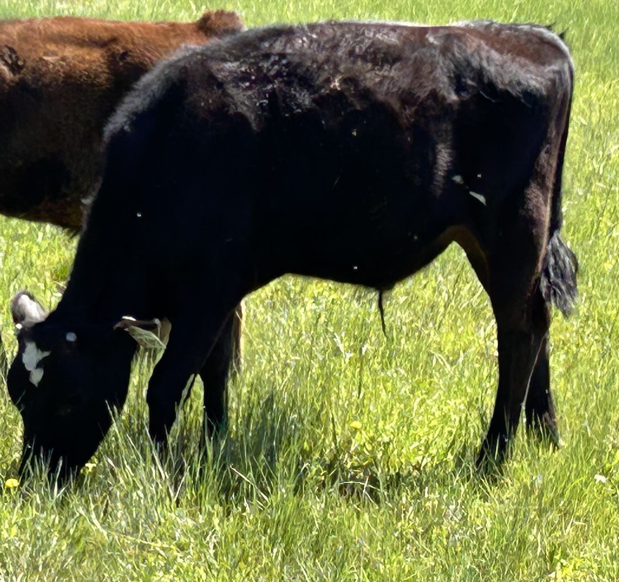 Holstein steer (1)