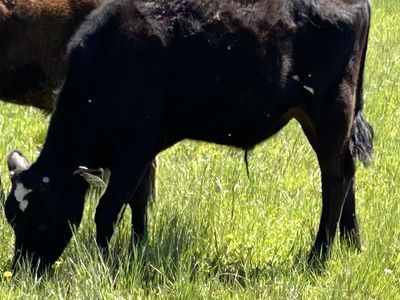 Holstein steer (1)