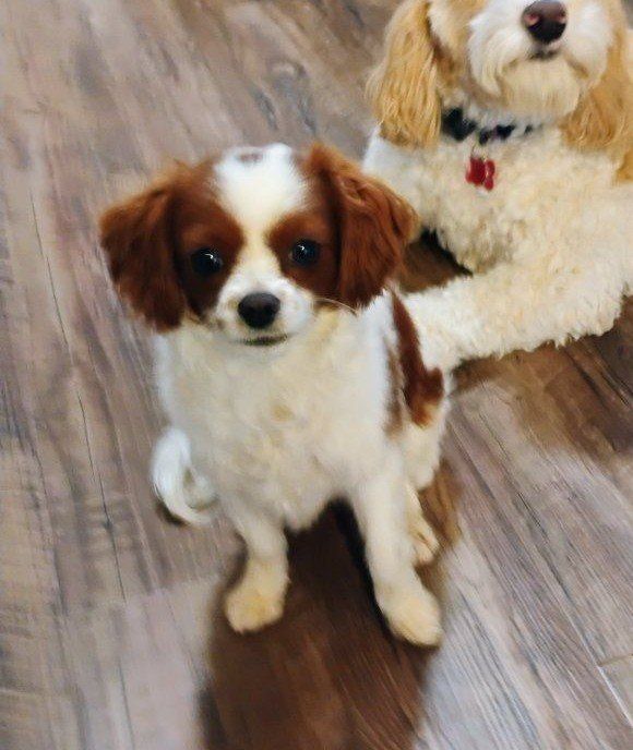 Toy Cavapoo, 4.5lbs, multigenerational male