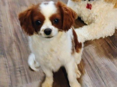 Toy Cavapoo, 4.5lbs, multigenerational male