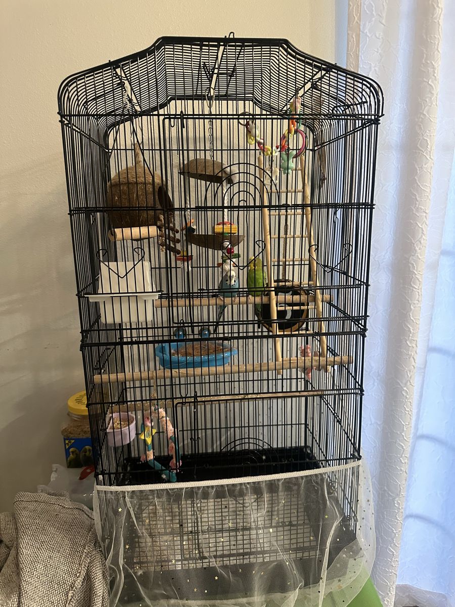 Selling These Two Beatiful birds