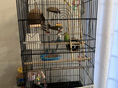 Selling These Two Beatiful birds