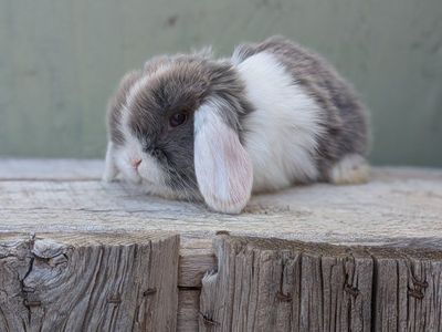 pure Holland lop baby bunnies