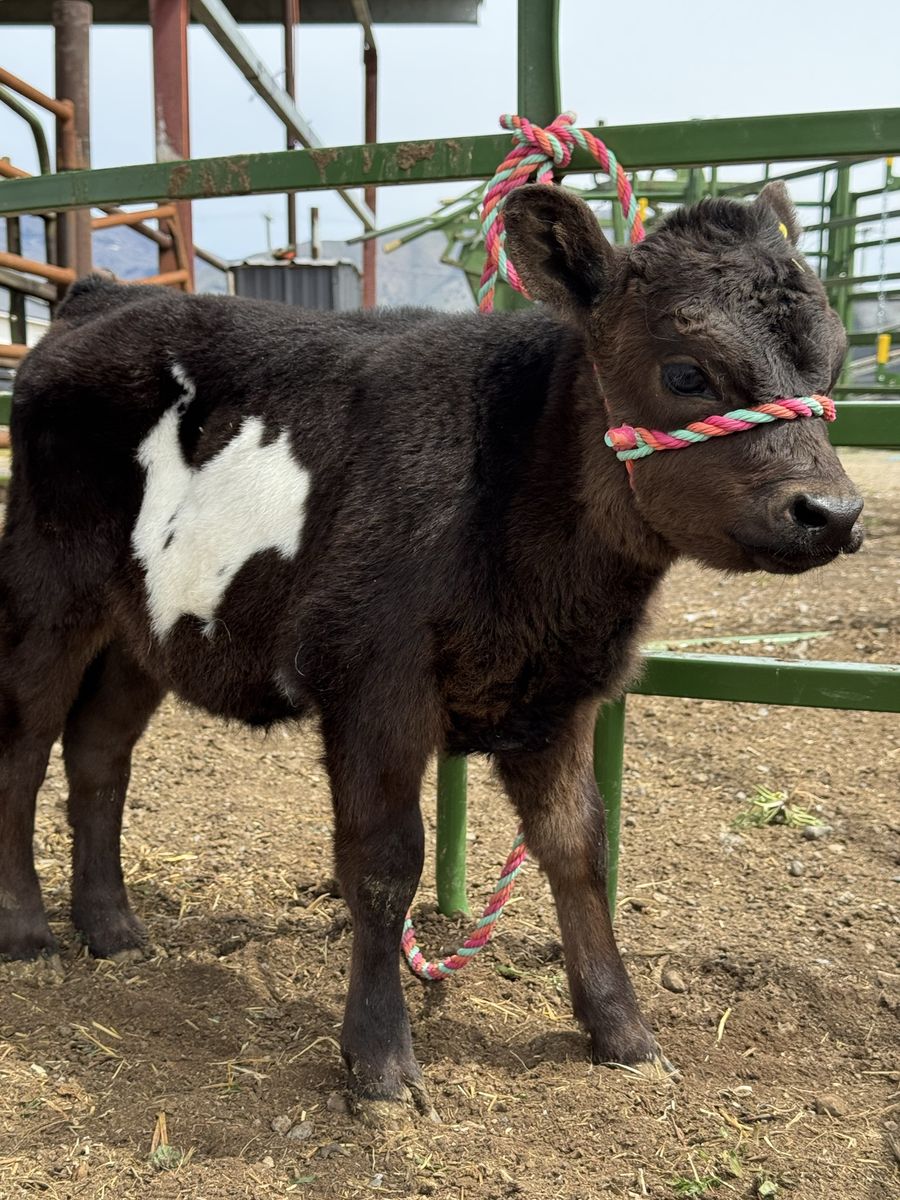 Micro Mini Highpark/Highland Heifer
