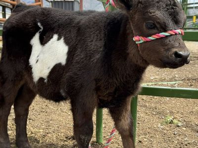 Micro Mini Highpark/Highland Heifer