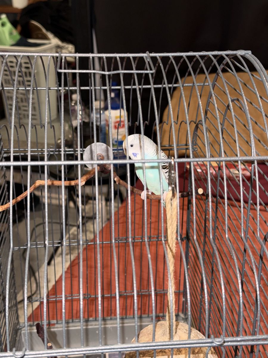 2 year old budgie— SERIOUS INQUIRIES ONLY