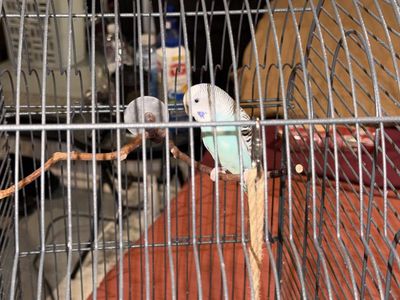 2 year old budgie— SERIOUS INQUIRIES ONLY