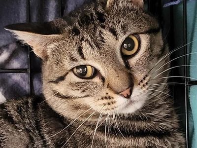 Hello my name is Thimble