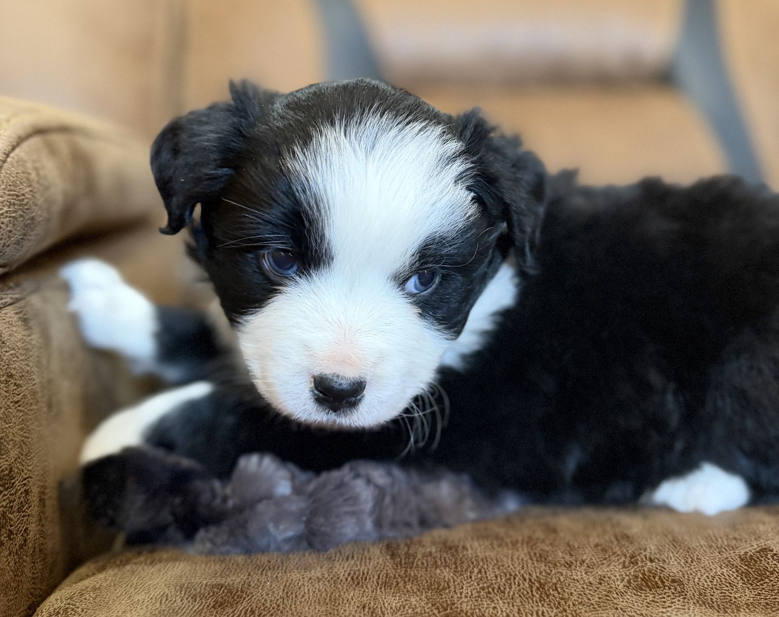 Miniature Australian Shepherd Puppies
