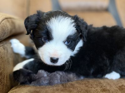 Miniature Australian Shepherd Puppies