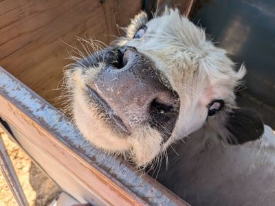 Mini High Park Bull calf