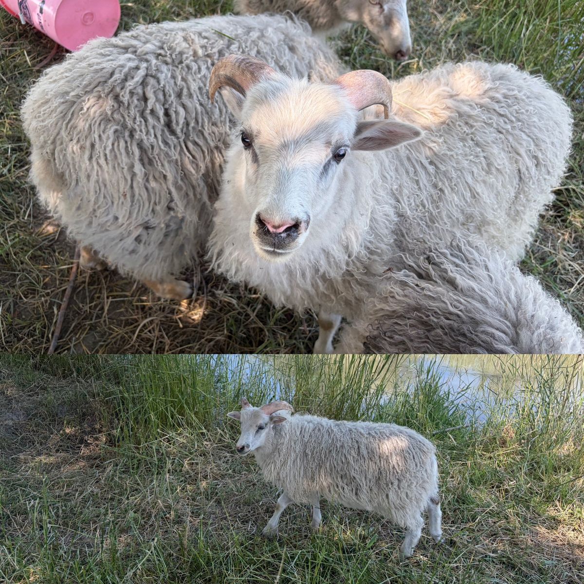 Icelandic sheep ram lambs unregistered