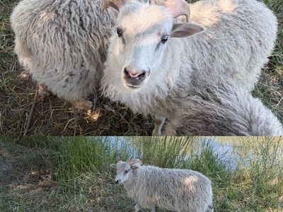 Icelandic sheep ram lambs unregistered