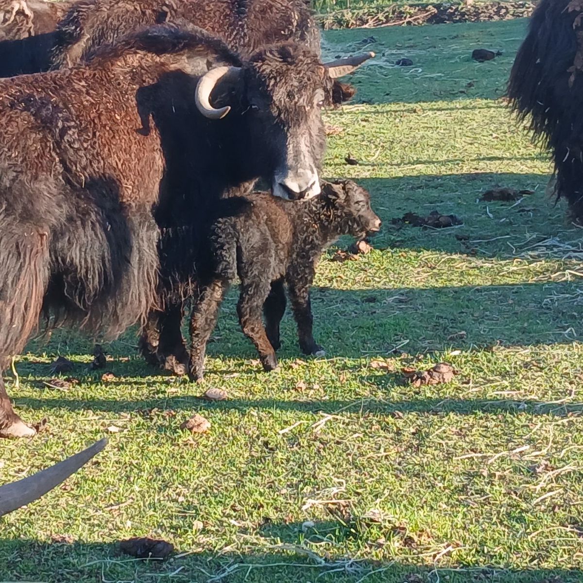 yak bottle baby