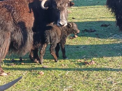 yak bottle baby