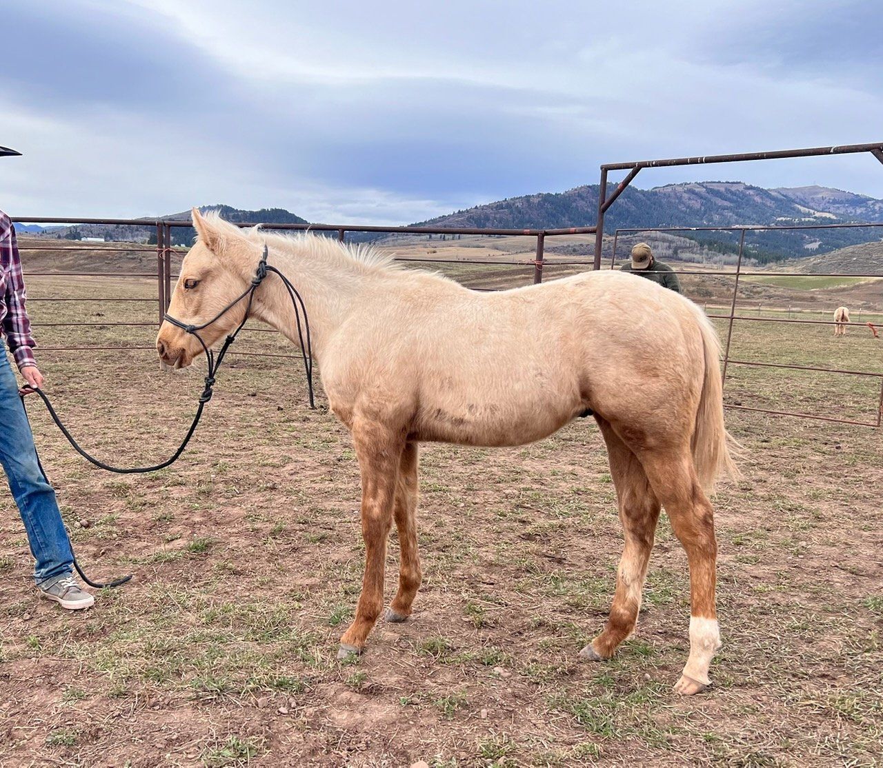 palomino roan yearling colt