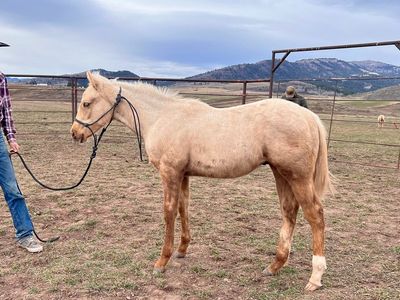 palomino roan yearling colt