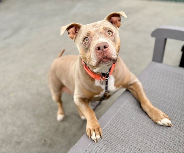 A152687 Gaia Available for Adoption