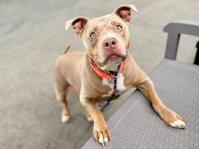 A152687 Gaia Available for Adoption