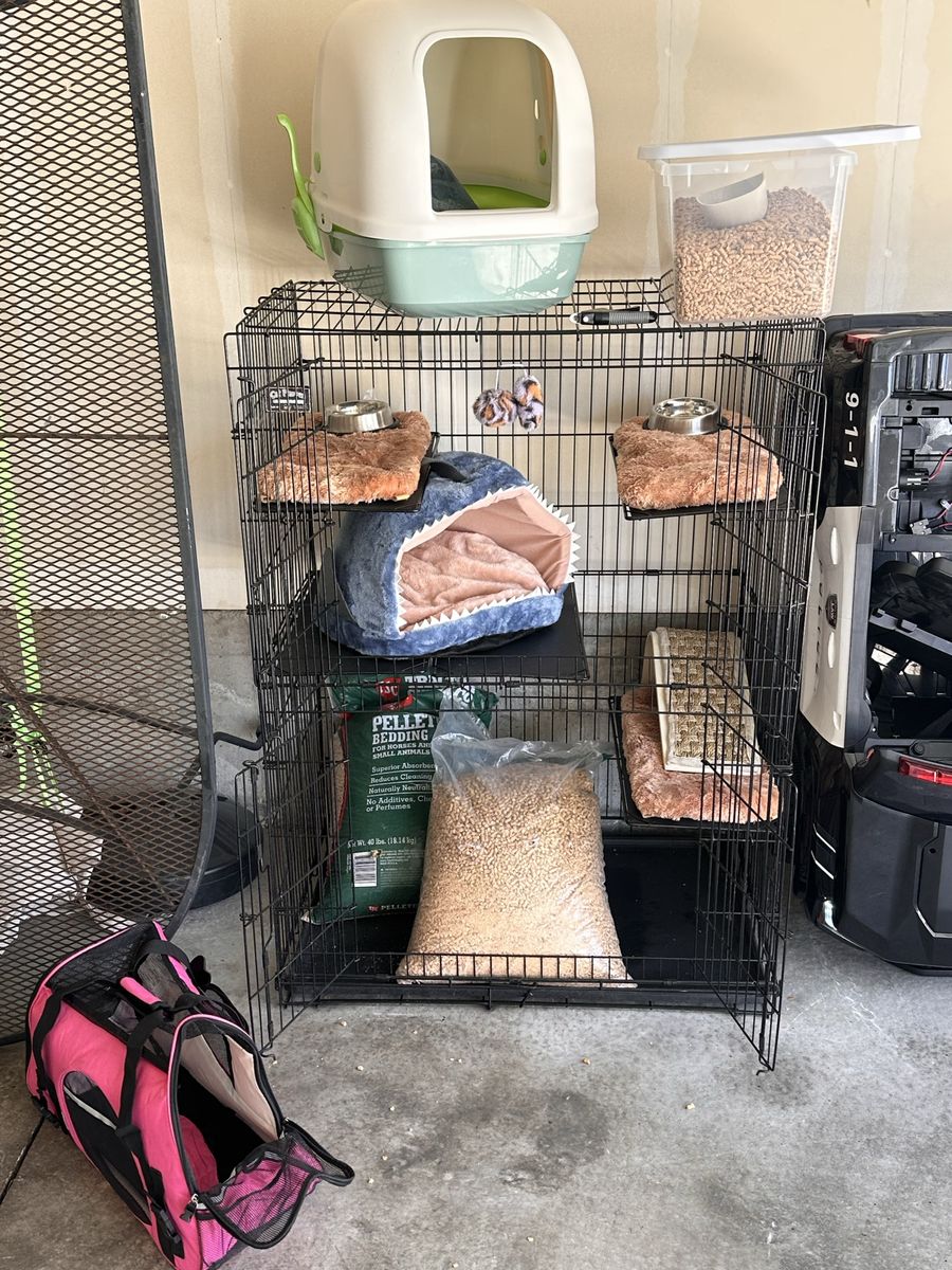 Everything for Cat / Kitten (except food)
