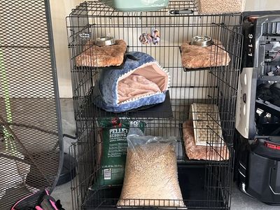 Everything for Cat / Kitten (except food)