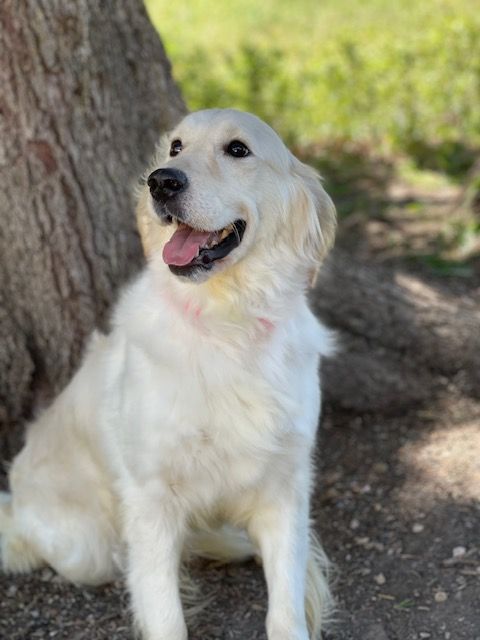 Golden Retriever - English Cream