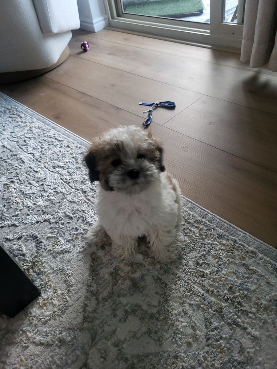 Coton de Tulear