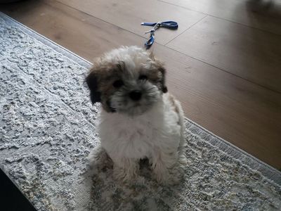 Coton de Tulear