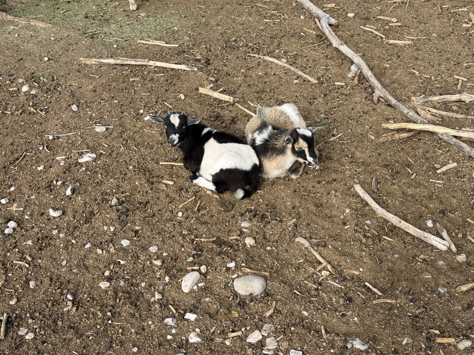 7 negerian 2 month old babies