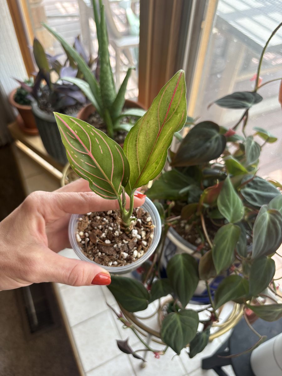 Aglaonema Red Vein Houseplant