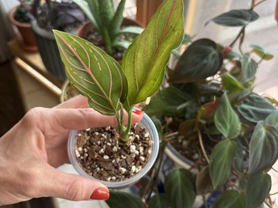 Aglaonema Red Vein Houseplant