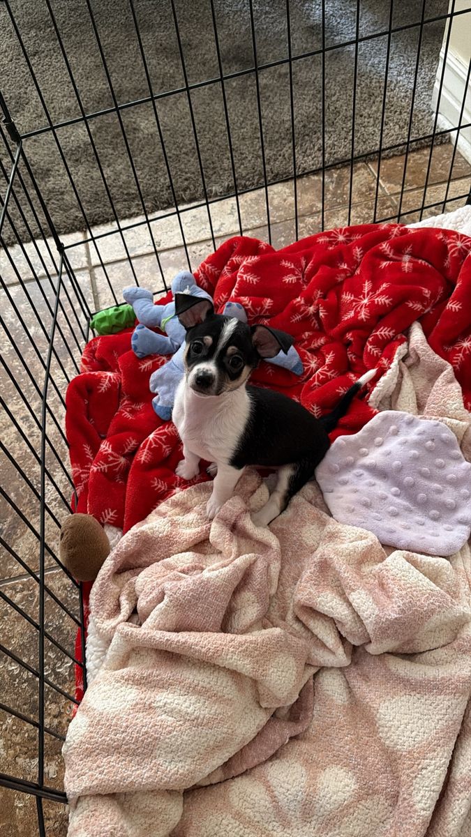Chihuahua Puppies for Sale - Various Colors