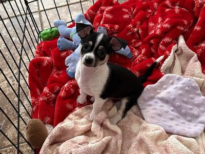 Chihuahua Puppies for Sale - Various Colors