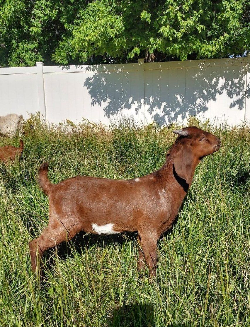 High Percentage Boer Buckling
