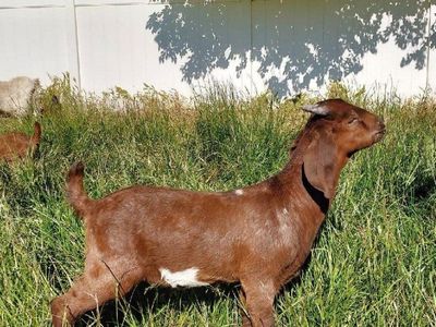 High Percentage Boer Buckling