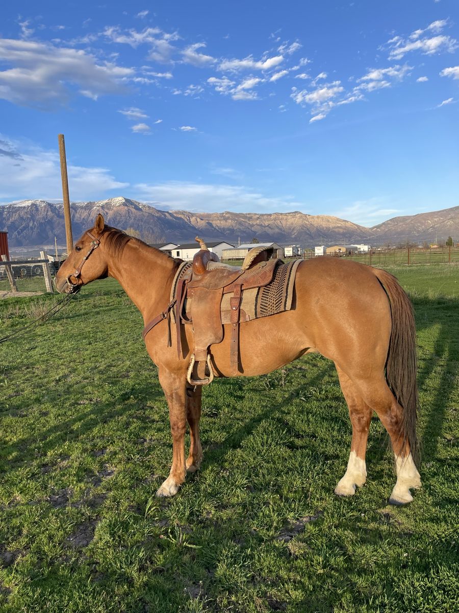 10 Year Old Broke Solid Gelding