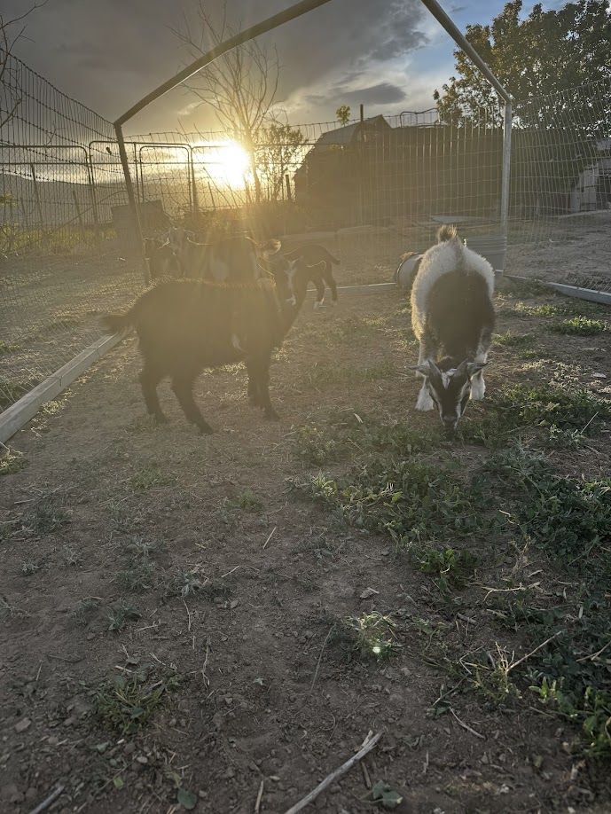 Goats!