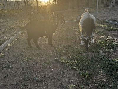 Goats!