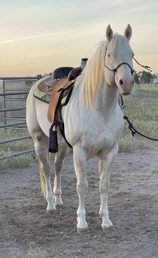 Foundation Bred Aqha Stud