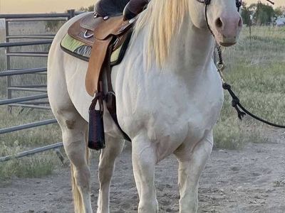 Foundation Bred Aqha Stud