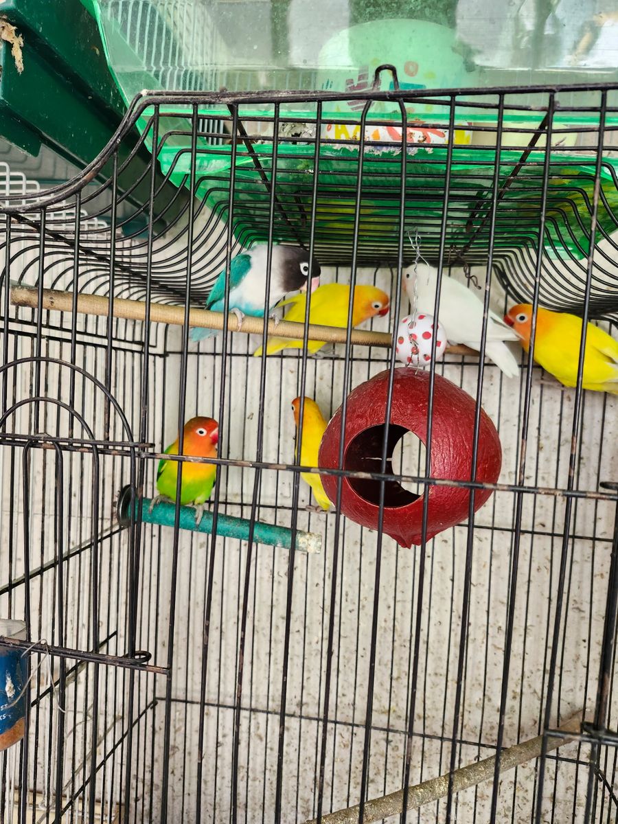 Lovebirds