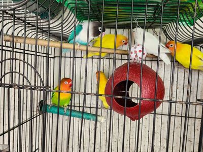 Lovebirds