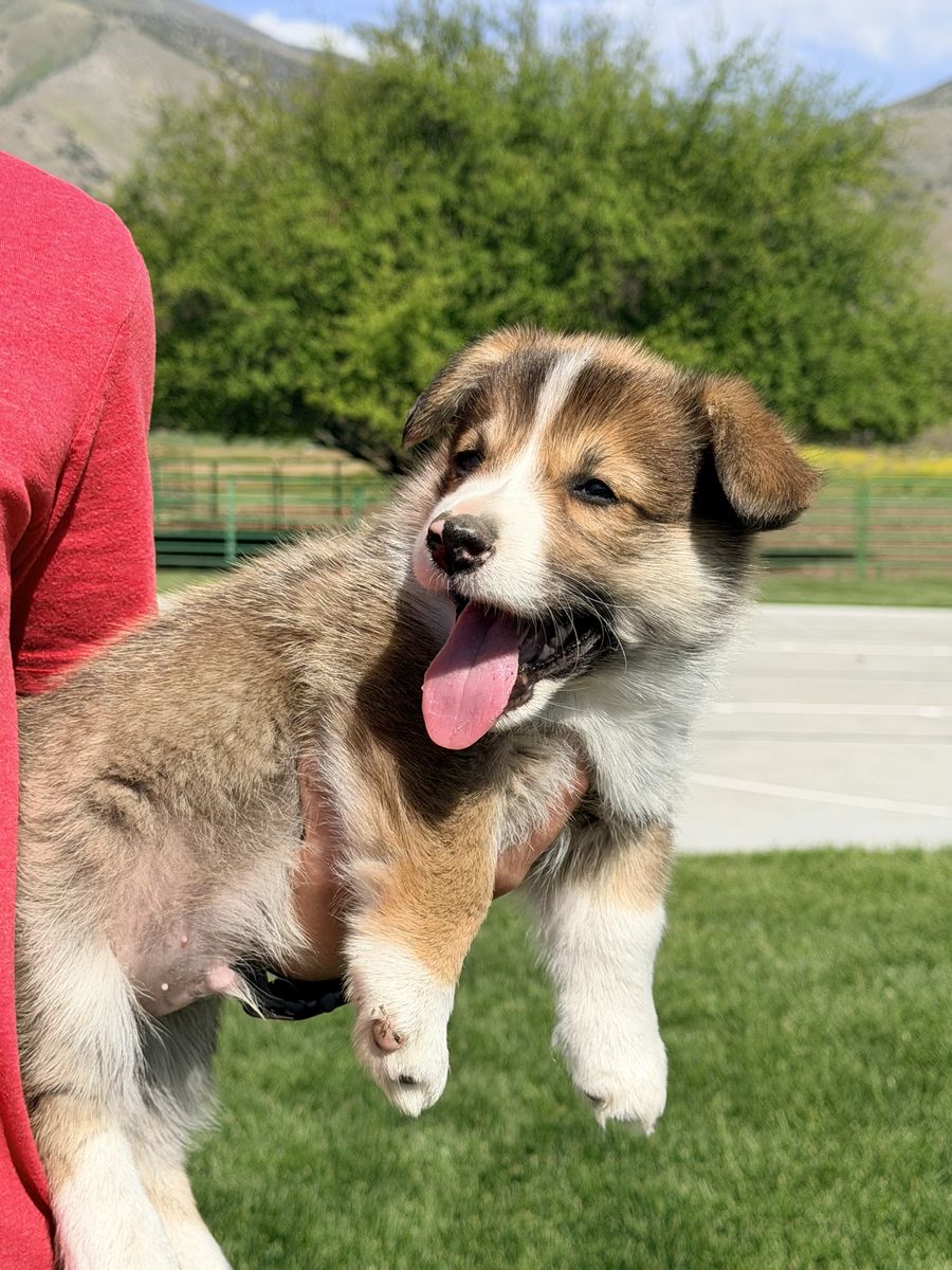AKC Pembroke Welsh Corgi Puppy