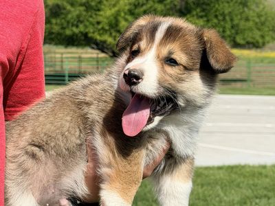 AKC Pembroke Welsh Corgi Puppy