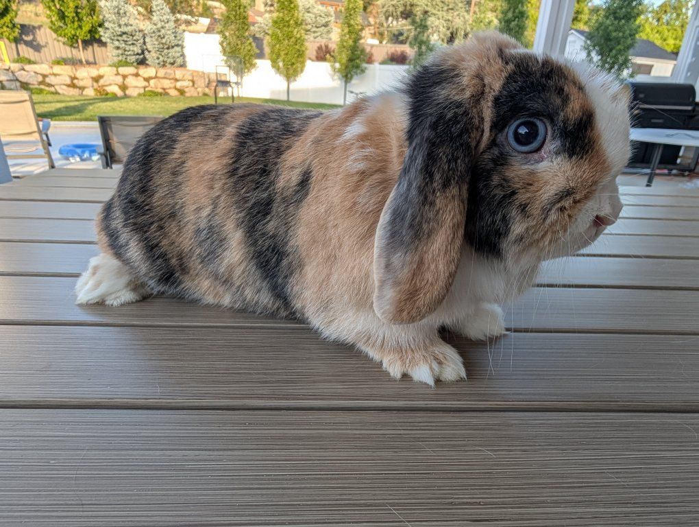 Purebred Holland Lop Buck