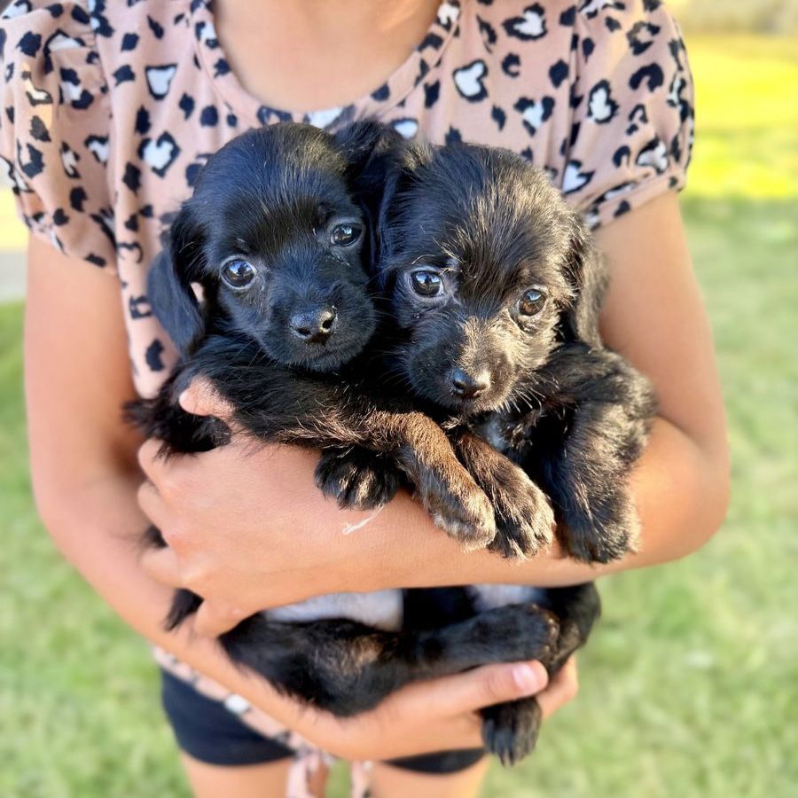 Tiny Female Chihuahua Maltipoo Puppies