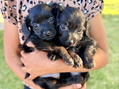 Tiny Female Chihuahua Maltipoo Puppies