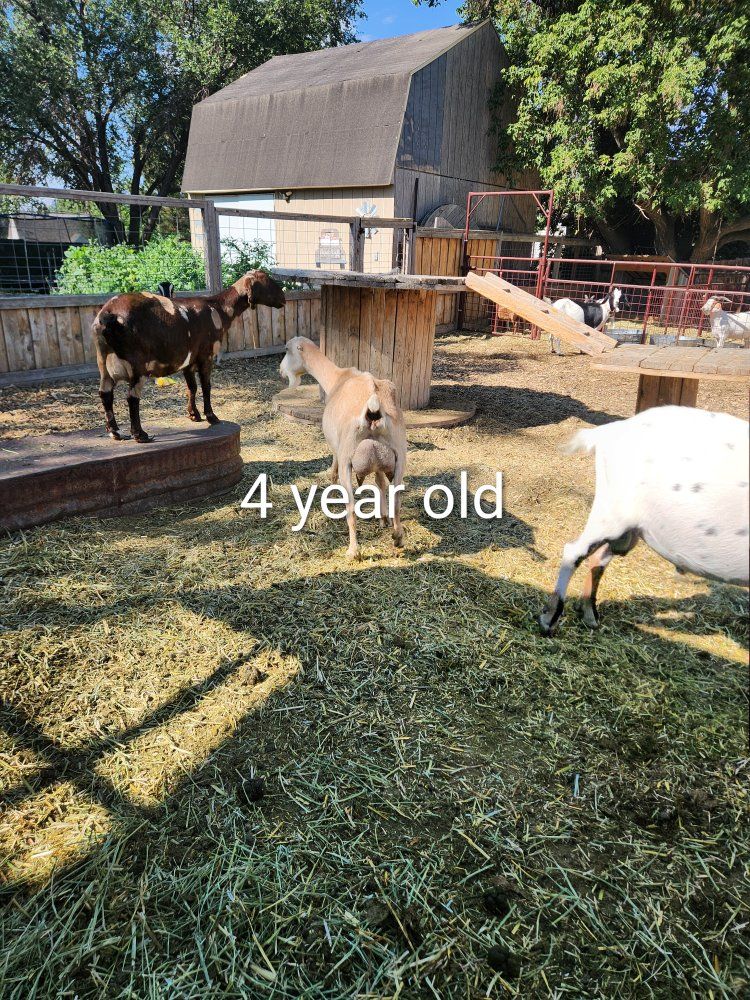 Dairy Goats 