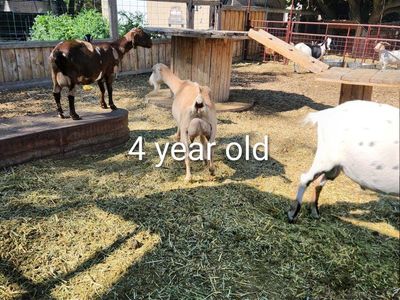 Dairy Goats