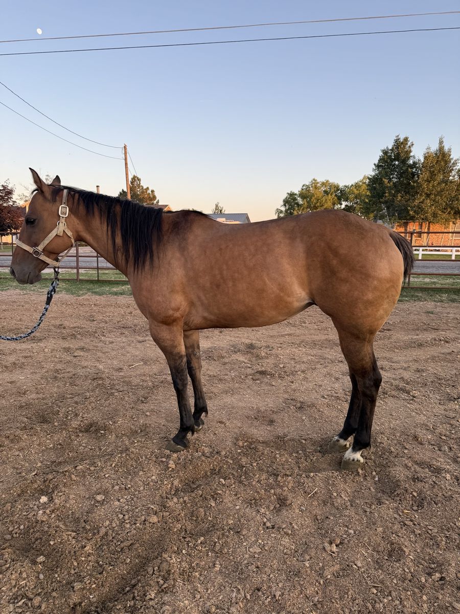 Beautiful Bay Dun ND1 broodmare